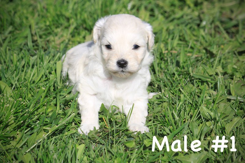 Adorable Miniature Goldendoodles | Puppies For Sale